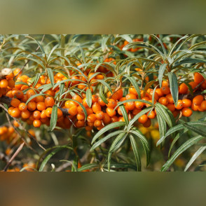 Облепиха обыкновенная