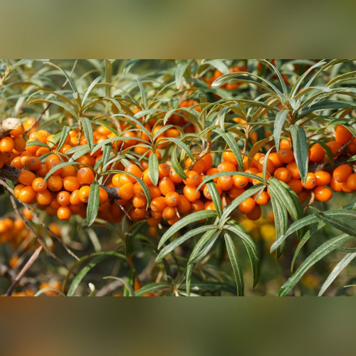 Облепиха обыкновенная