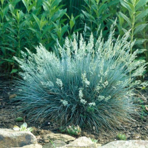 Овсяница сизая