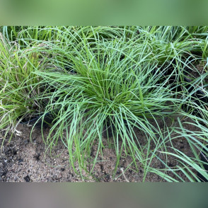 Осока «Битлс»