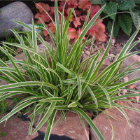 Осока «Морроу Вариегата»