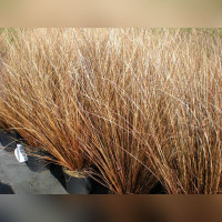 Осока буханана Ред Рустер