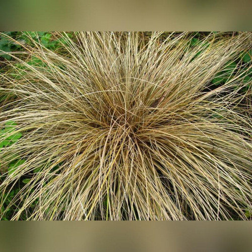 Осока власовидная Бронз Форм