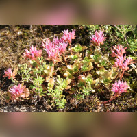 Очиток ложный