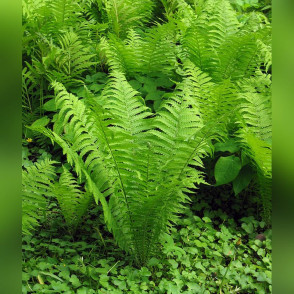 Папоротник «Страусник»
