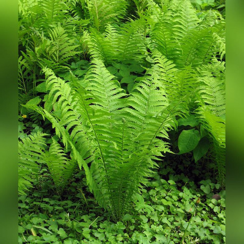 Папоротник «Страусник»