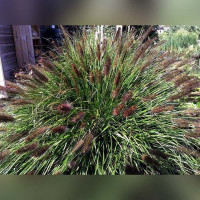 Пеннисетум «Блэк Бьюти»