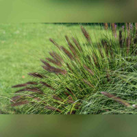 Пеннисетум «Мэджик»