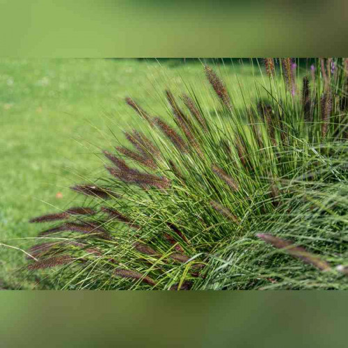 Пеннисетум «Мэджик»