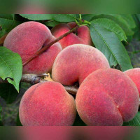 Персик «Ветеран»