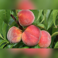 Персик «Донской»