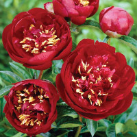 Пион «Байкай Белл»