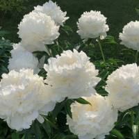 Пион «Бразер Чак»