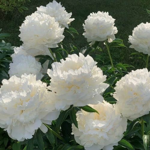 Пион «Бразер Чак»