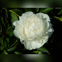 Пион «Глэдис Хатсон» (Gladis Hodson)