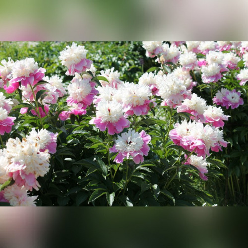 Пион «Кора Стабс»