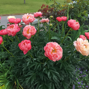 Пион «Корал Сансет»