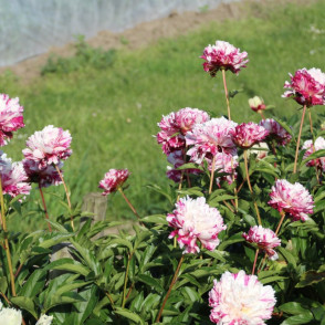 Пион «Кэнди Страйп»