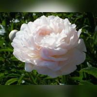 Пион «Лалабей»