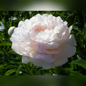 Пион «Лалабей»