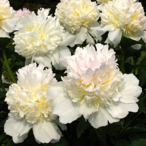 Пион «Лаура десерт»