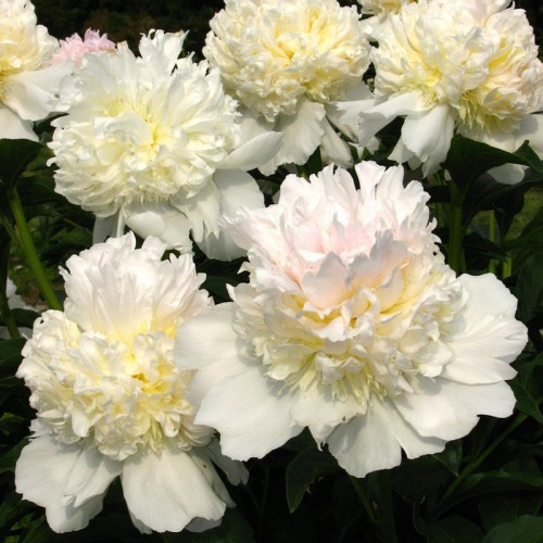 Пион «Лаура десерт»