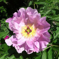 Пион «Новость Алтая»