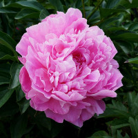 Пион «Пол Баньян»