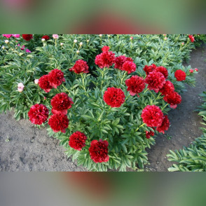 Пион «Ред Грейс»