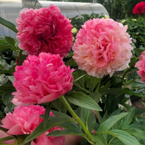 Пион «Салмон Глори»