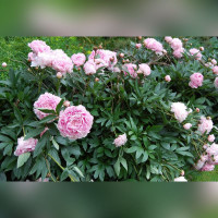 Пион «Сара Бернар»