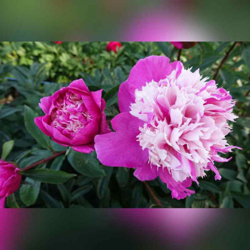 Пион «Селебрити»