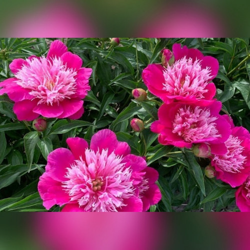 Пион «Фантастик»