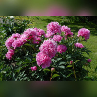 Пион Барбара