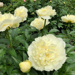 Пион Ванила Шнапс (Paeonia Vanilla Schnapps)