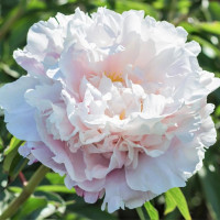 Пион Гардения (Paeonia Gardenia)