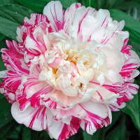 Пион Кэнди Страйп (Paeonia Candy Stripe)