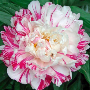 Пион Кэнди Страйп (Paeonia Candy Stripe)