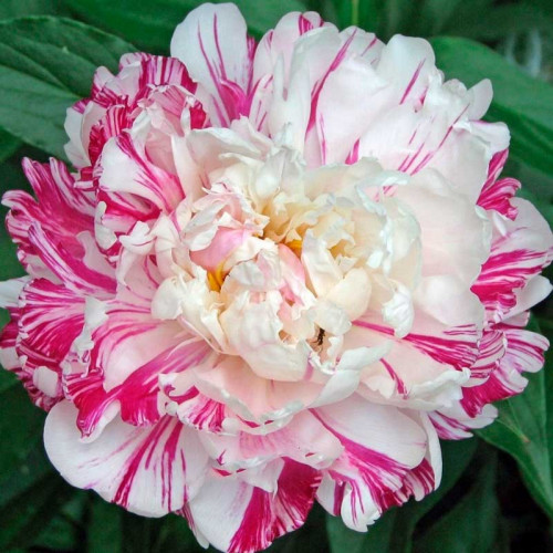Пион Кэнди Страйп (Paeonia Candy Stripe)