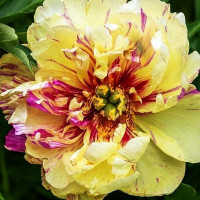 Пион Лолипоп (Lollipop)