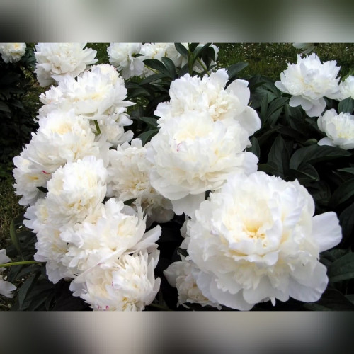 Пион Уайт Дабл (Paeonia White Double)