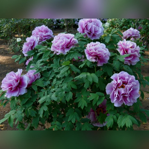 Пион древовидный