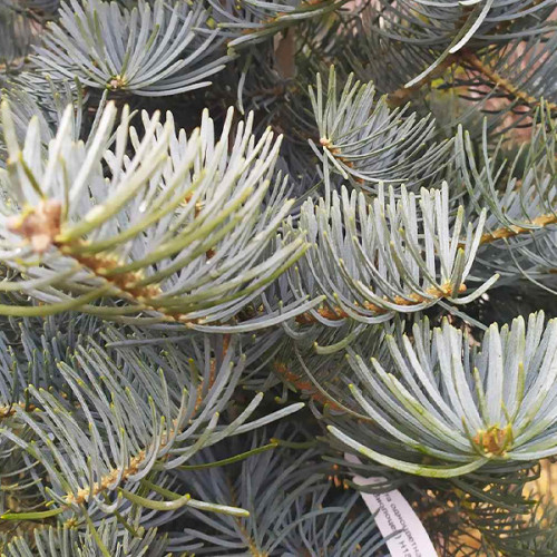 Пихта Виолацея