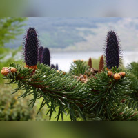 Пихта «Делавея» (Abies delavayi)