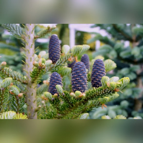 Пихта «Кореана» (Abies Koreana)