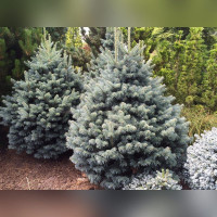 Пихта Компакта