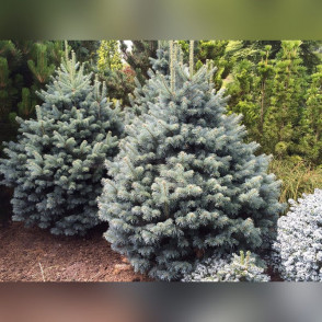 Пихта Компакта