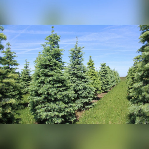 Пихта одноцветная «Конколор» (Abies Concolor)