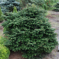 Пихта Мейерс Драфт (Meyers Dwarf)