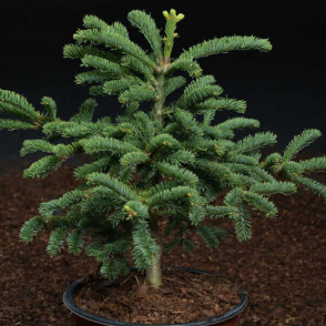 Пихта Рэт Тейл